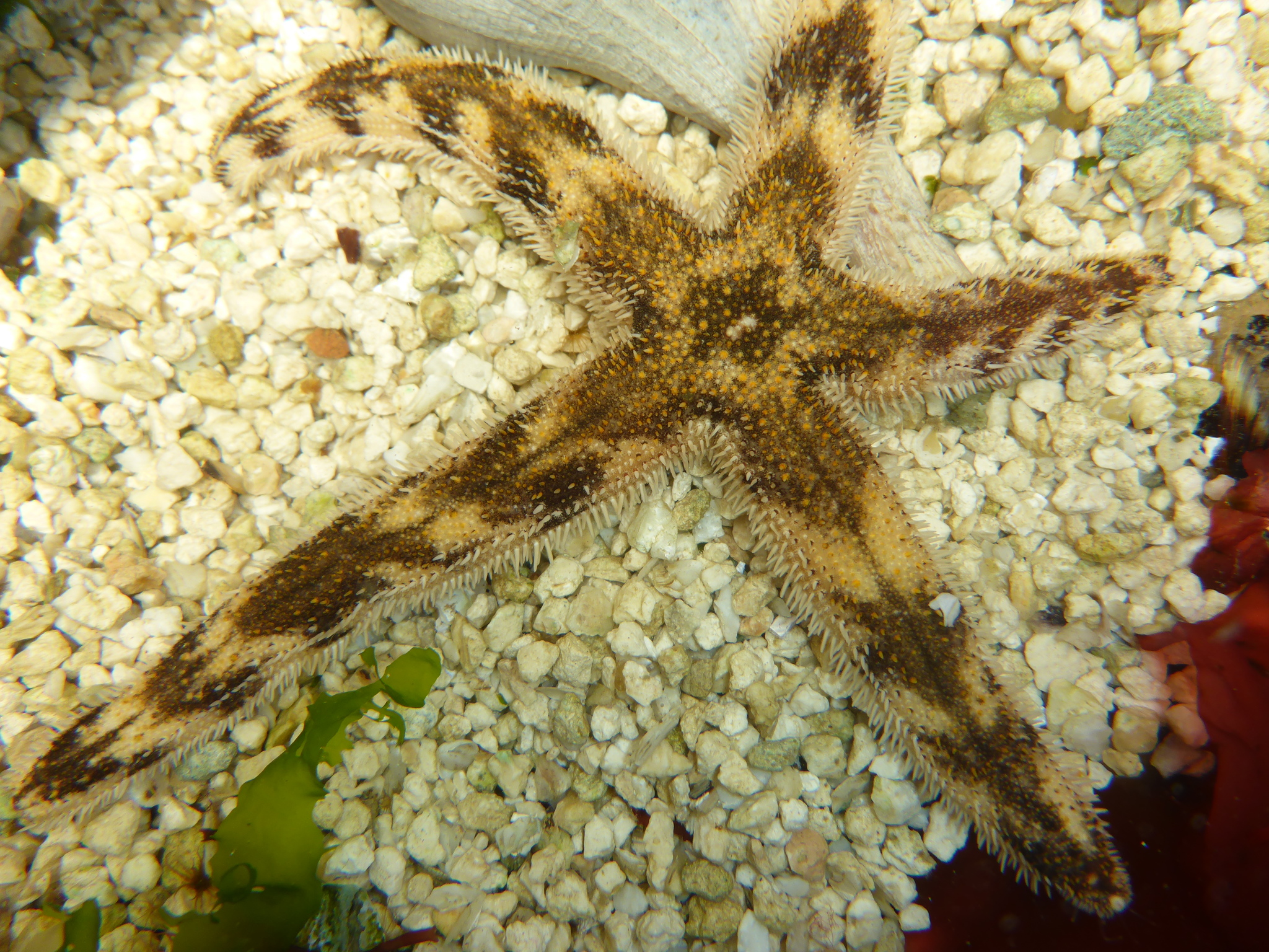 Banded Sea Star